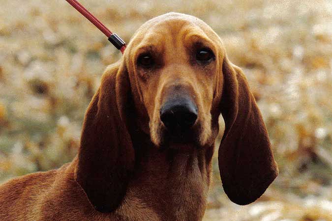 Der Segugio Italiano